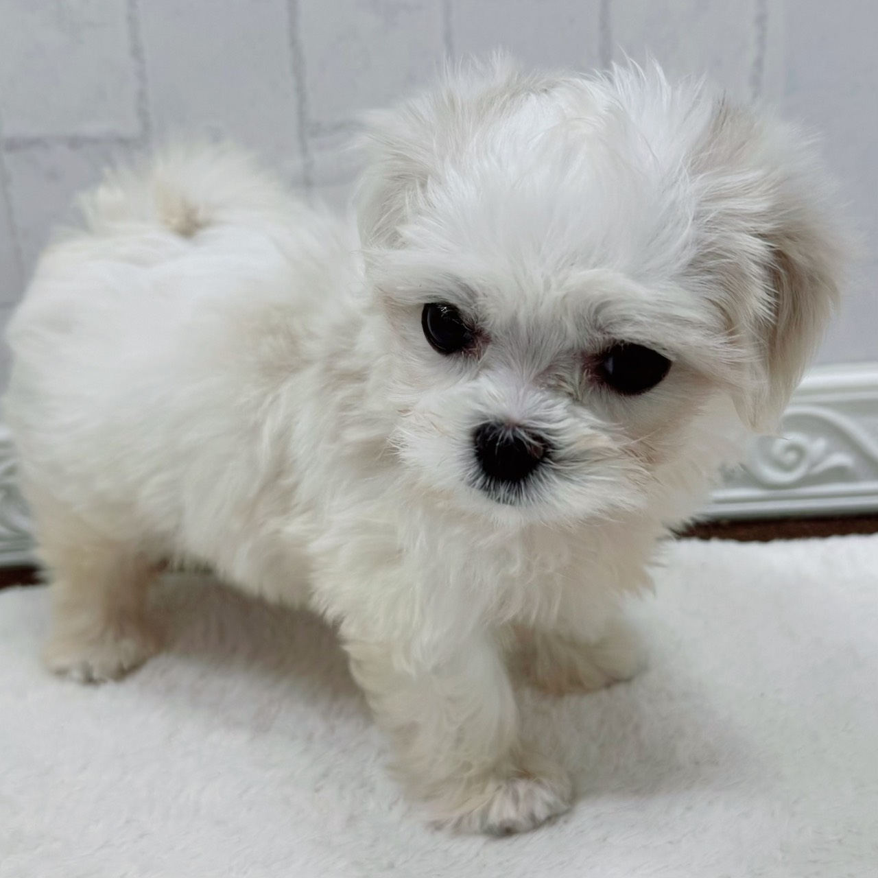 石川県のマルチーズ (犬の家＆猫の里アミーゴ金沢有松店/2026年3月15日生まれ/男の子/ホワイト)の子犬の4枚目の画像