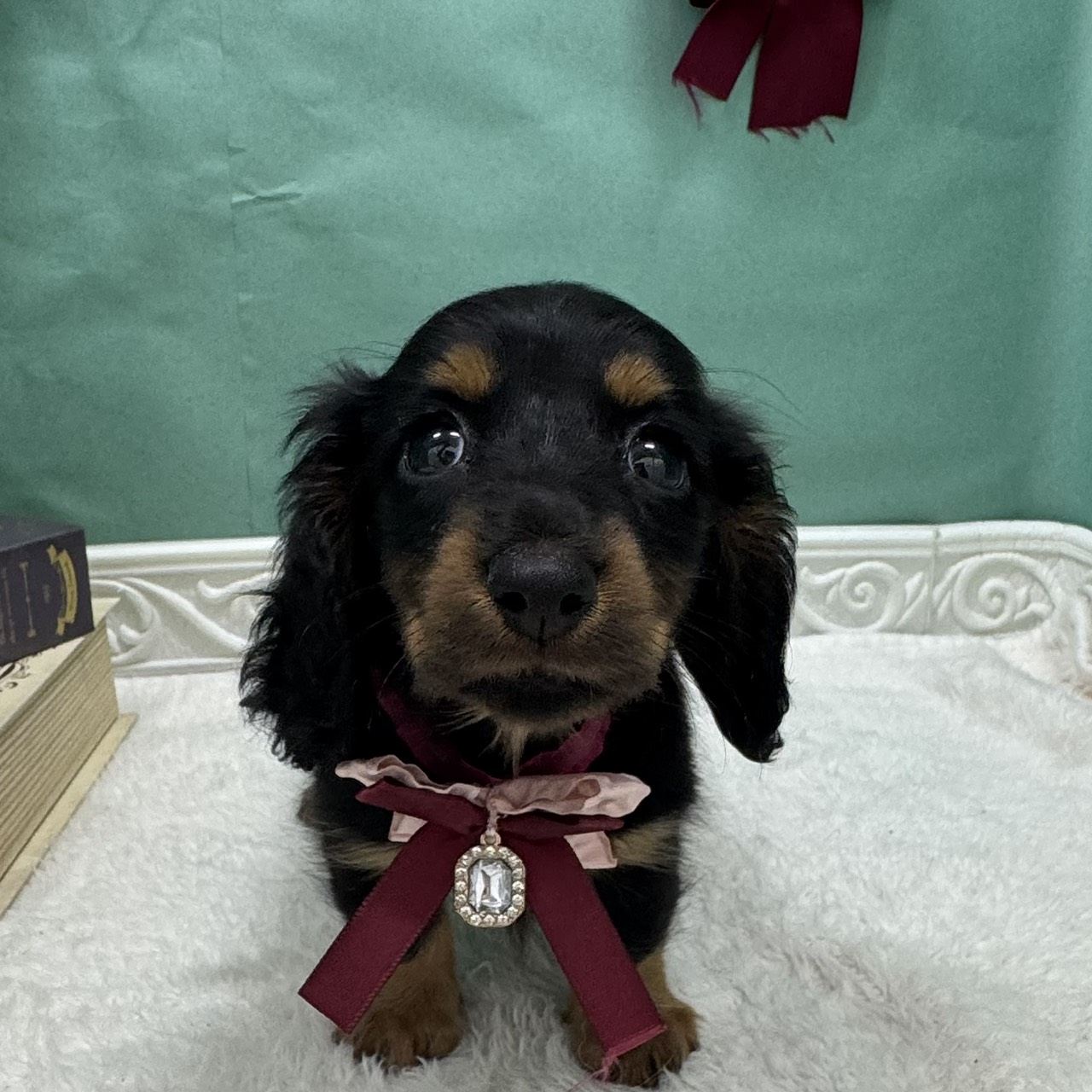 石川県のミニチュアダックスフンド(ロング) (犬の家＆猫の里アミーゴ金沢有松店/2026年4月6日生まれ/女の子/ブラックタン)の子犬の4枚目の画像