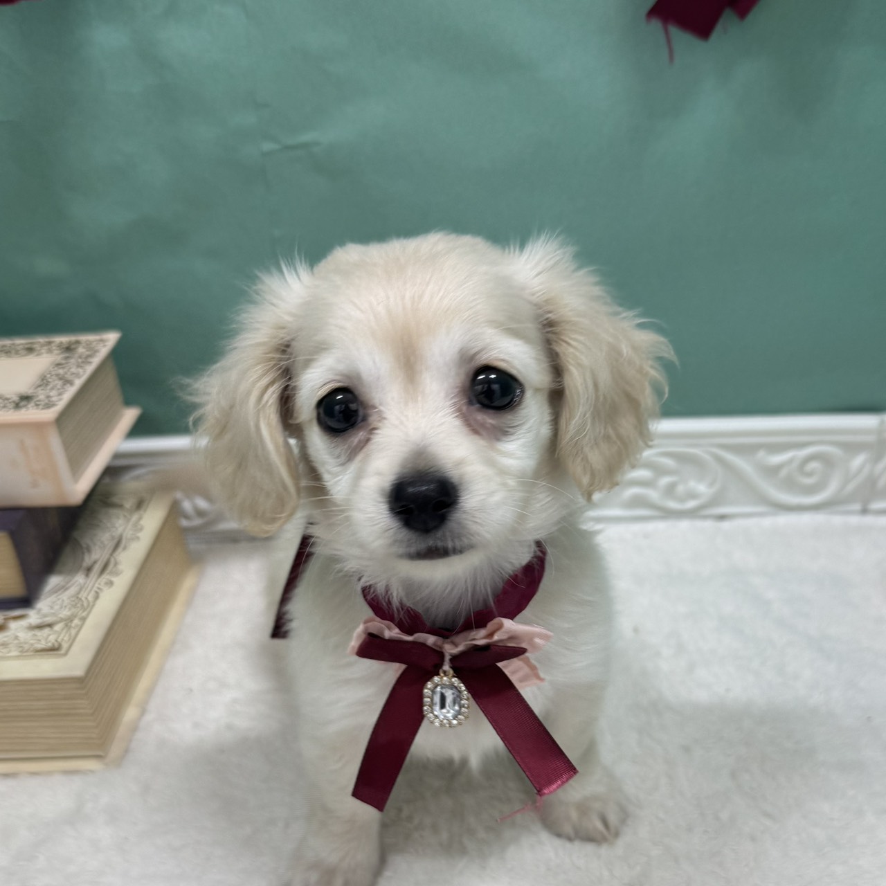 石川県のチワックス(チワワ×ダックス) (犬の家＆猫の里アミーゴ金沢有松店/2026年3月26日生まれ/女の子/クリーム)の子犬の4枚目の画像