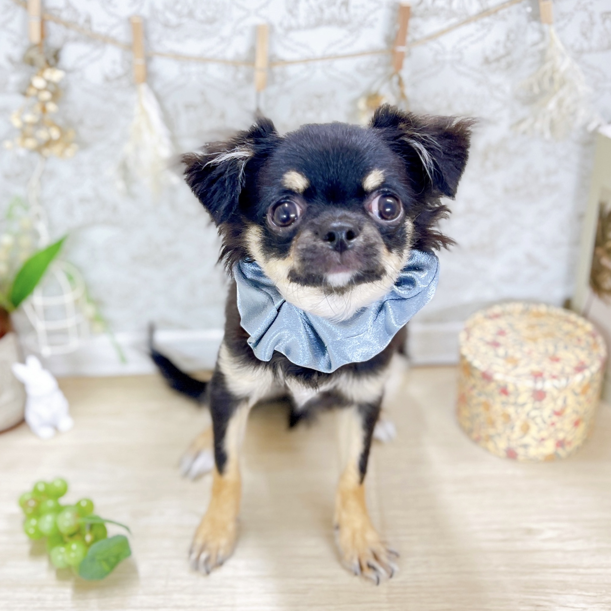福井県のチワワ(ロング) (犬の家＆猫の里アミーゴ福井大和田店/2025年2月10日生まれ/男の子/ブラックタン)の子犬の4枚目の画像