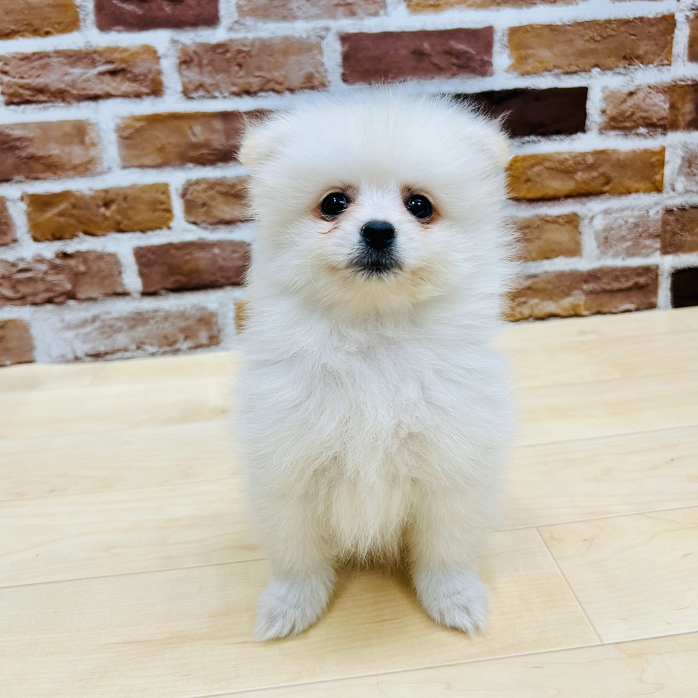 愛知県のポメラニアン (犬の家＆猫の里MiO香久山店/2025年3月15日生まれ/女の子/クリーム)の子犬の4枚目の画像