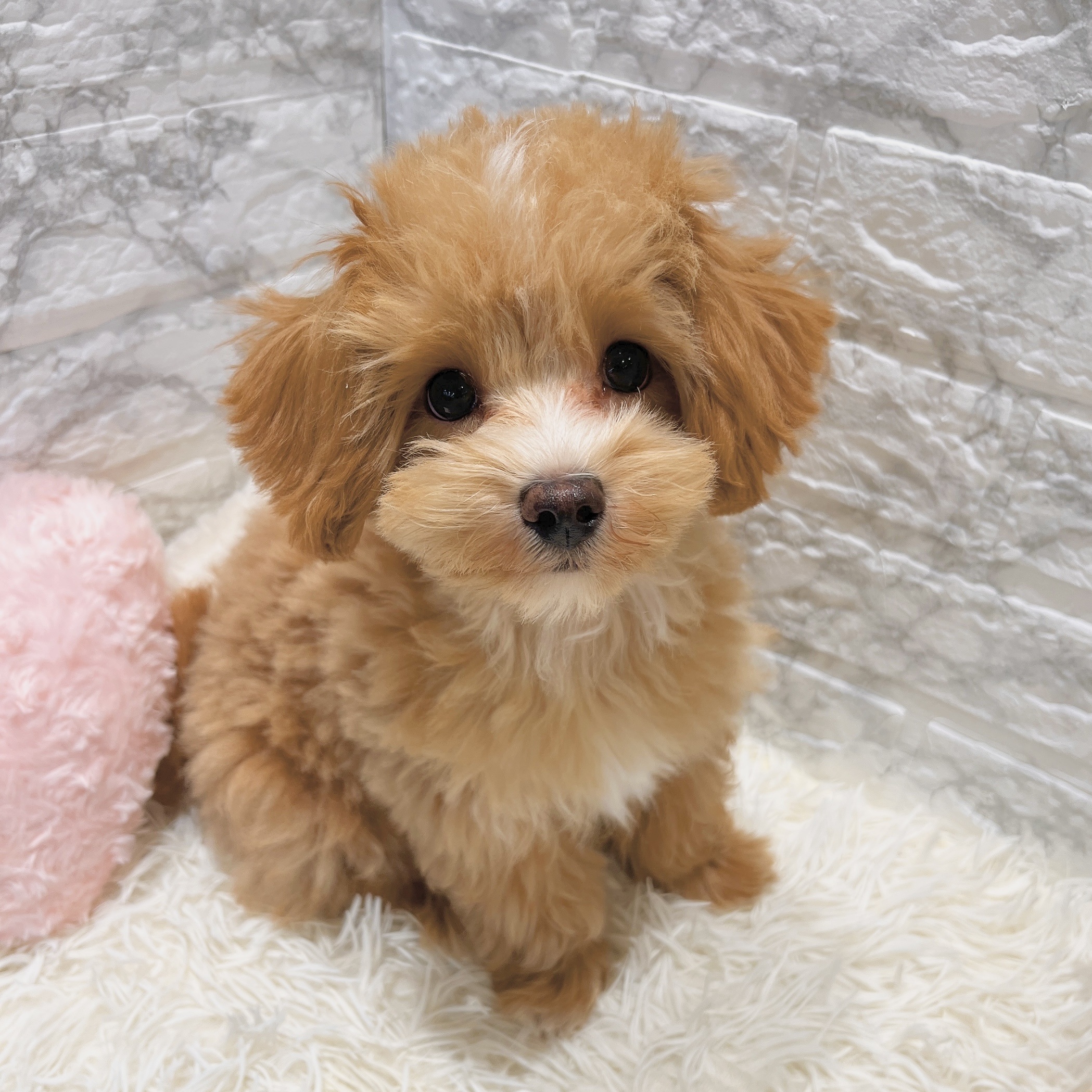 愛知県のマルプー(マルチーズ×プードル) (犬の家＆猫の里MiO香久山店/2025年3月16日生まれ/男の子/アプリコットホワイト)の子犬の4枚目の画像