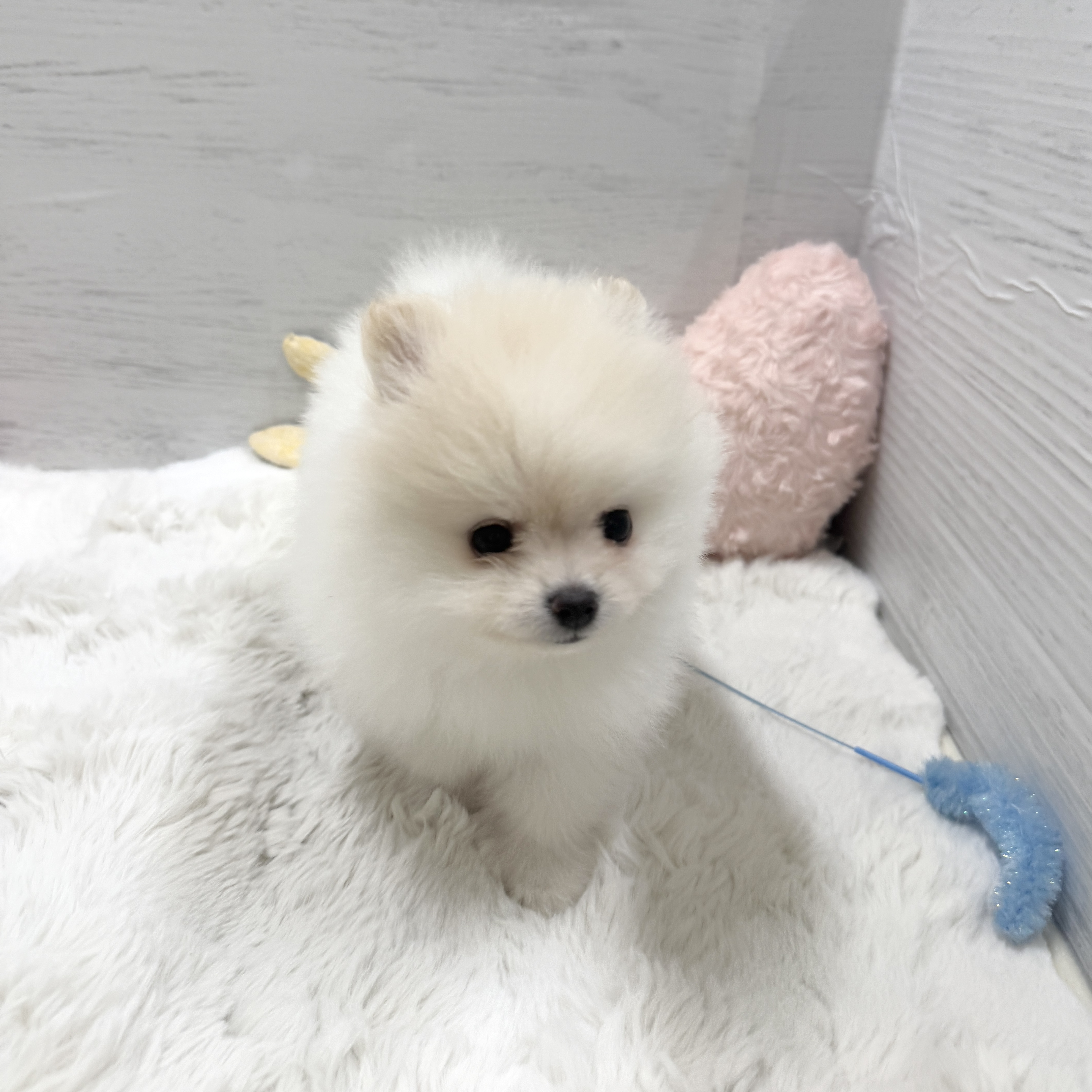 愛知県のポメラニアン (犬の家＆猫の里岡崎店/2025年3月23日生まれ/女の子/ホワイト)の子犬の4枚目の画像