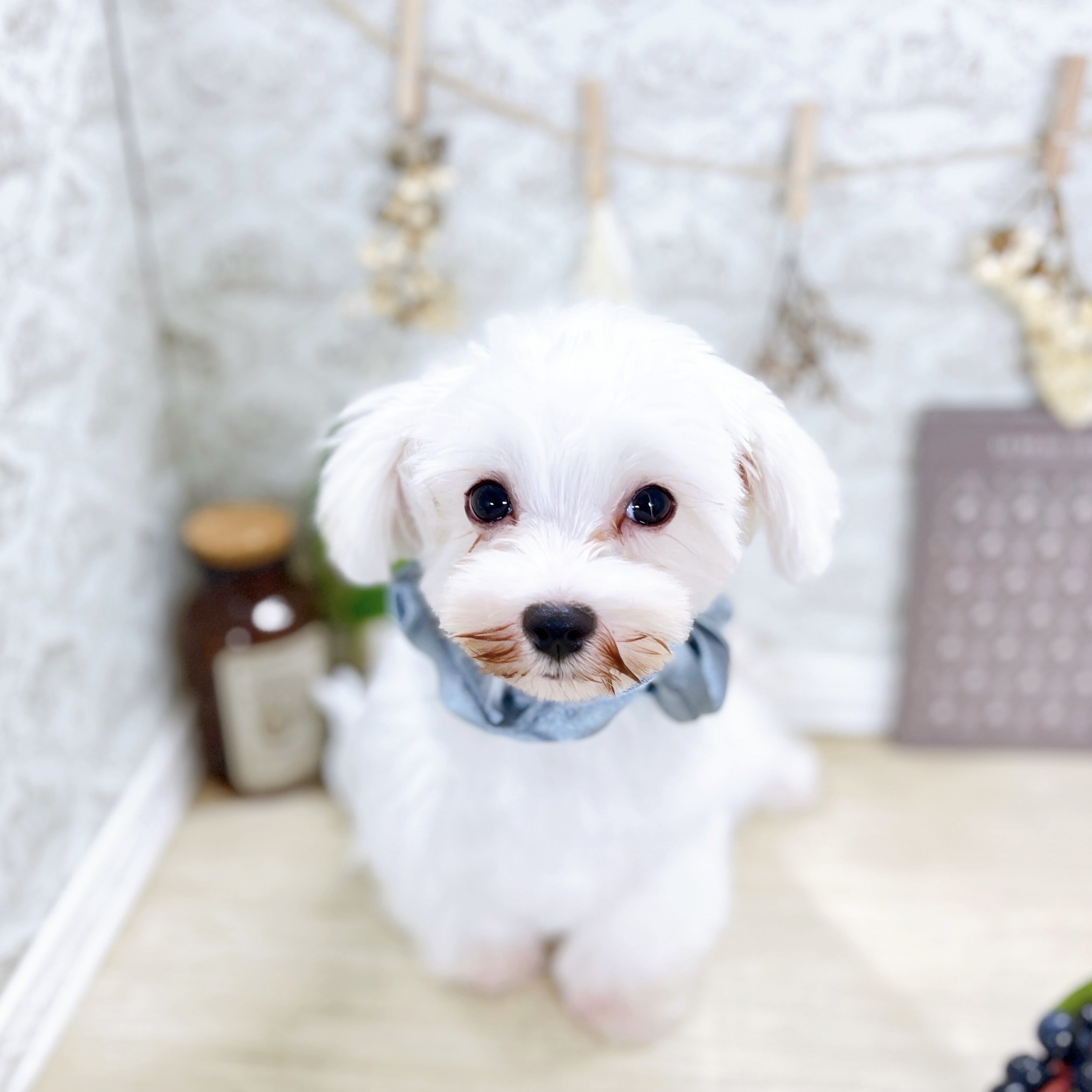 福井県のマルチーズ (犬の家＆猫の里アミーゴ福井大和田店/2025年3月22日生まれ/男の子/ホワイト)の子犬の4枚目の画像