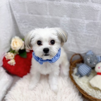 滋賀県のチワマル/マルチワ(チワワ×マルチーズ) (犬の家＆猫の里長浜店/2025年3月24日生まれ/男の子/フォーン)の子犬の1枚目の画像