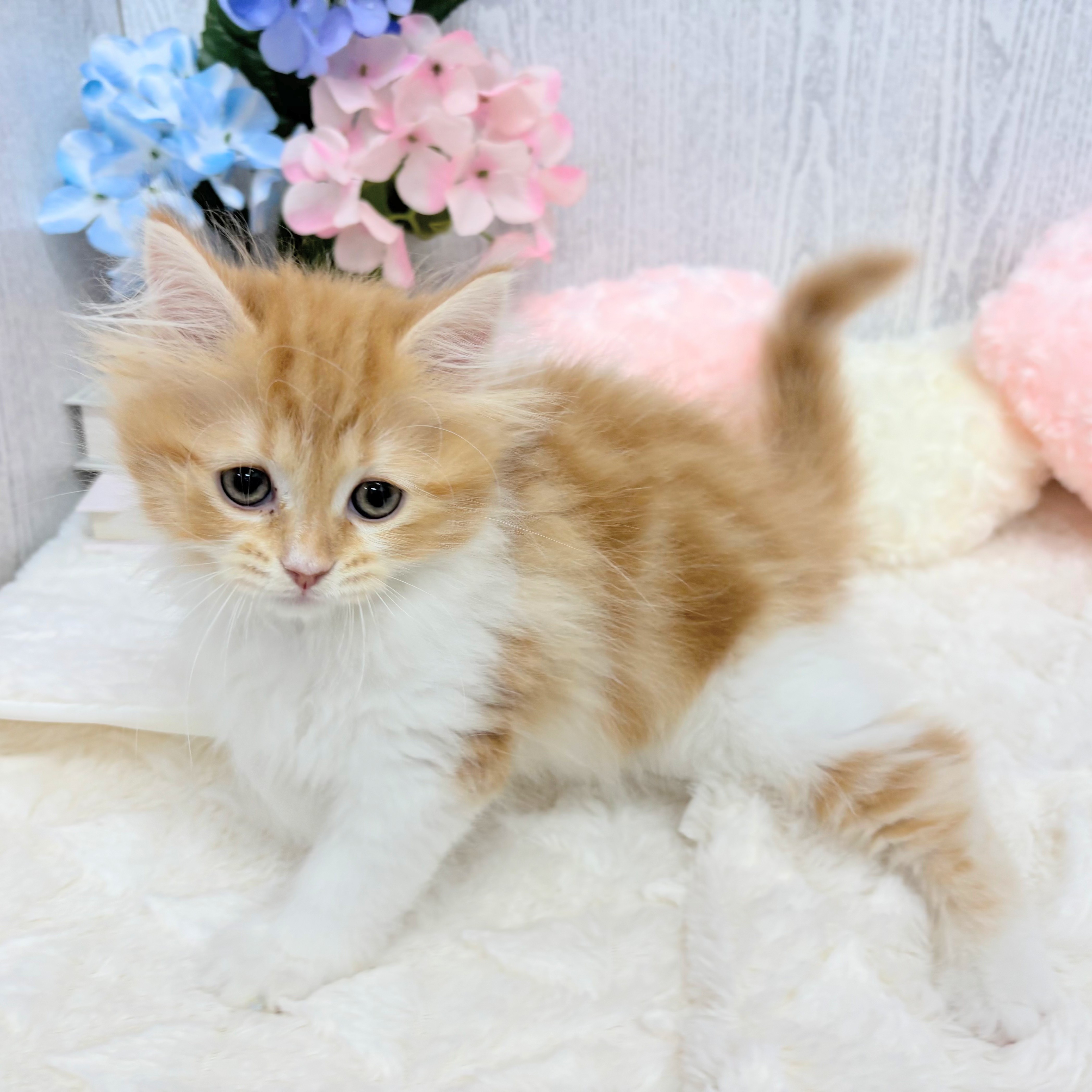 神奈川県のスコティッシュストレート (犬の家＆猫の里相模原店/2025年4月1日生まれ/女の子/レッドタビーホワイト)の子猫