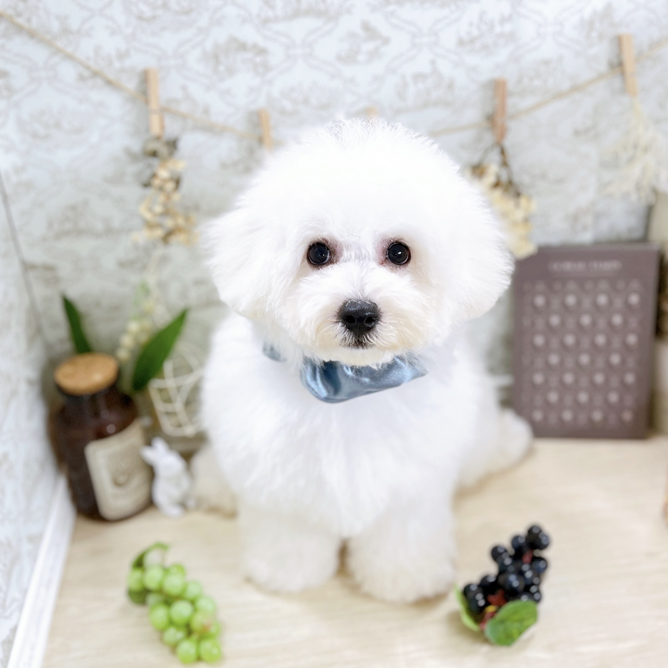 福井県のビションプー(ビションフリーゼ×プードル) (犬の家＆猫の里アミーゴ福井大和田店/2025年4月1日生まれ/男の子/ホワイト)の子犬の4枚目の画像