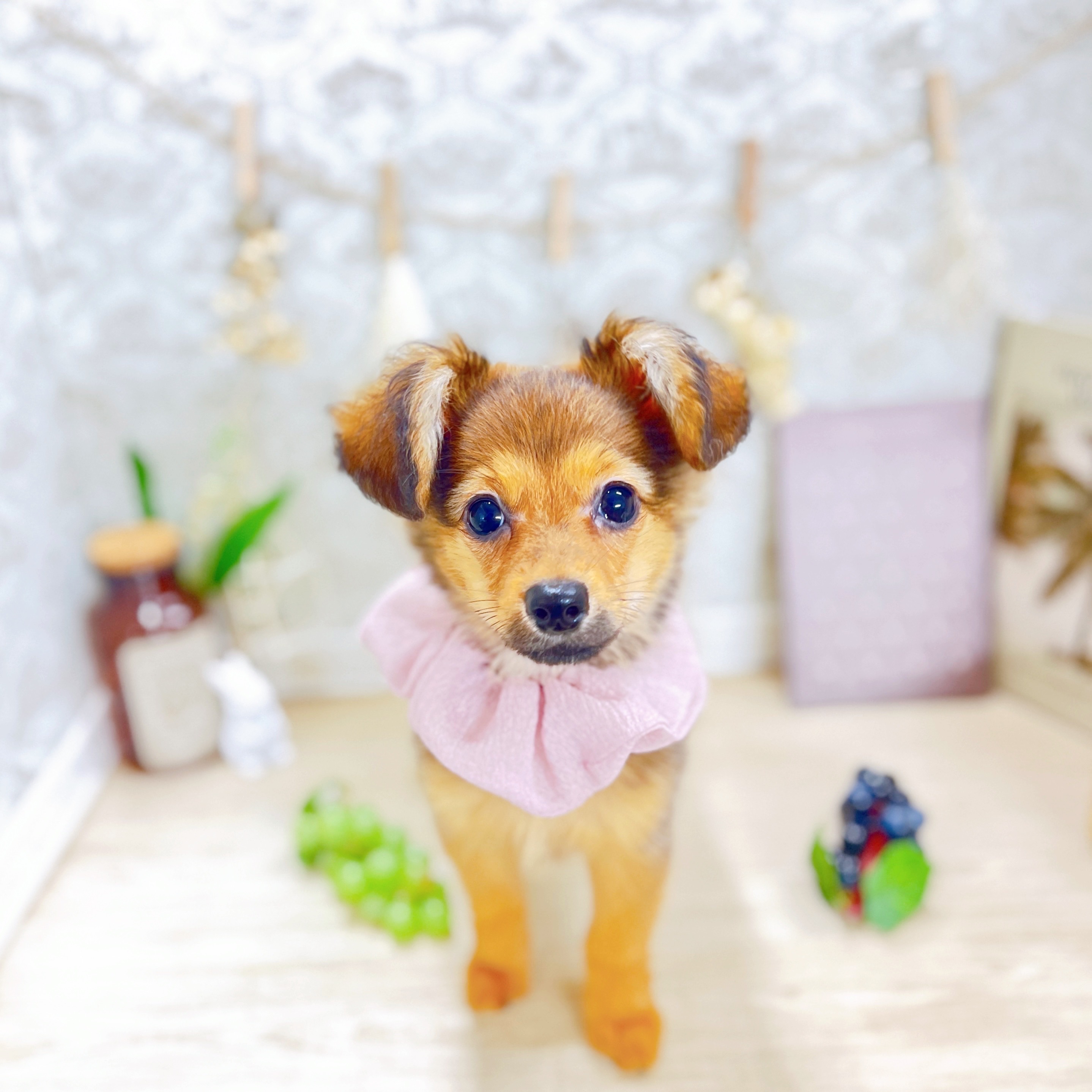 京都府のポメックス(ポメラニアン×ダックス) (犬の家＆猫の里京都樟葉店/2025年3月28日生まれ/女の子/レッド)の子犬の1枚目の画像