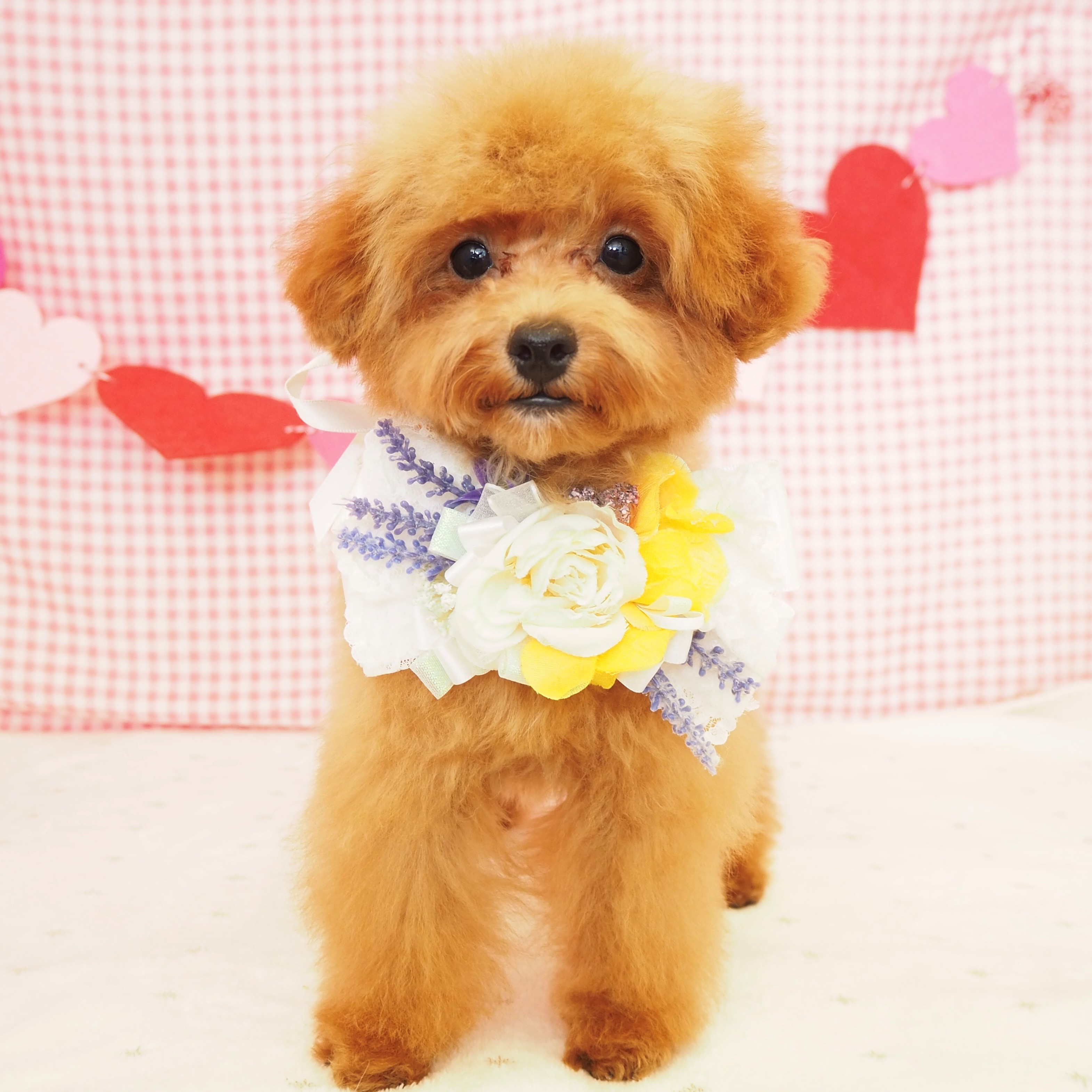 大阪府のトイプードル(トイ) (犬の家＆猫の里もりのみやキューズモールBASE店/2025年4月3日生まれ/男の子/レッド)の子犬の1枚目の画像