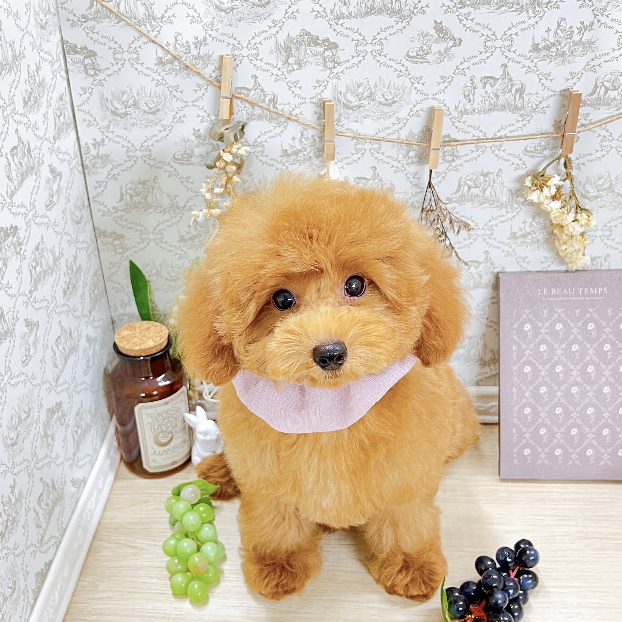 福井県のポメプー(ポメラニアン×プードル) (犬の家＆猫の里アミーゴ福井大和田店/2025年4月1日生まれ/女の子/レッド)の子犬の1枚目の画像