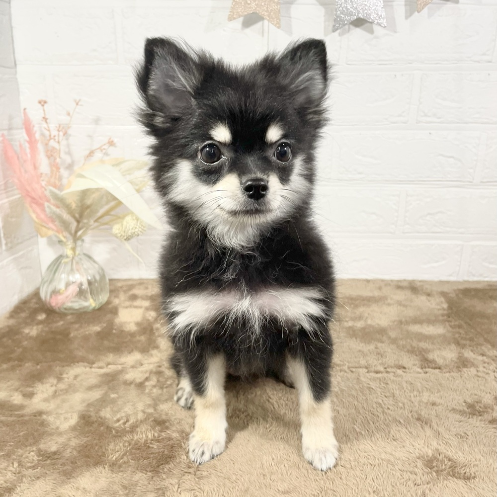 兵庫県のポメチワ/チワポメ/ポメチー(ポメラニアン×チワワ) (犬の家＆猫の里ニッケパークタウン加古川店/2025年3月31日生まれ/女の子/ブラッククリーム)の子犬の4枚目の画像