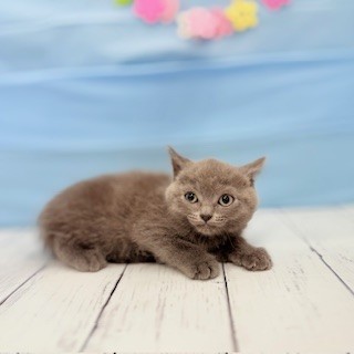 愛知県のブリティッシュショートヘアー (犬の家＆猫の里豊川インター店/2025年4月7日生まれ/男の子/ブルー)の子猫の4枚目の画像