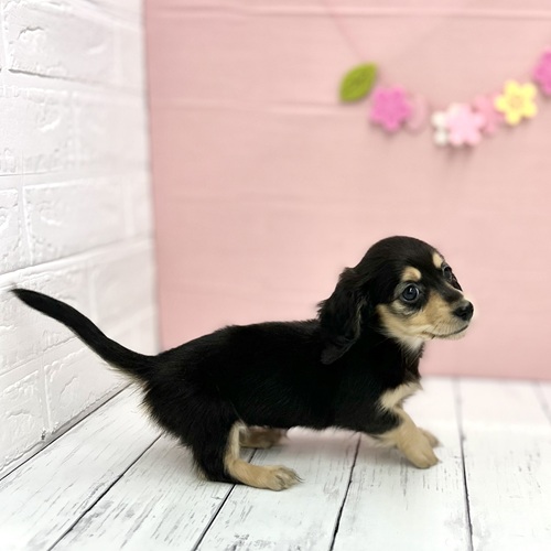 愛知県のミニチュアダックスフンド(ロング) (犬の家＆猫の里豊川インター店/2025年4月12日生まれ/女の子/ブラックイエロー)の子犬の4枚目の画像
