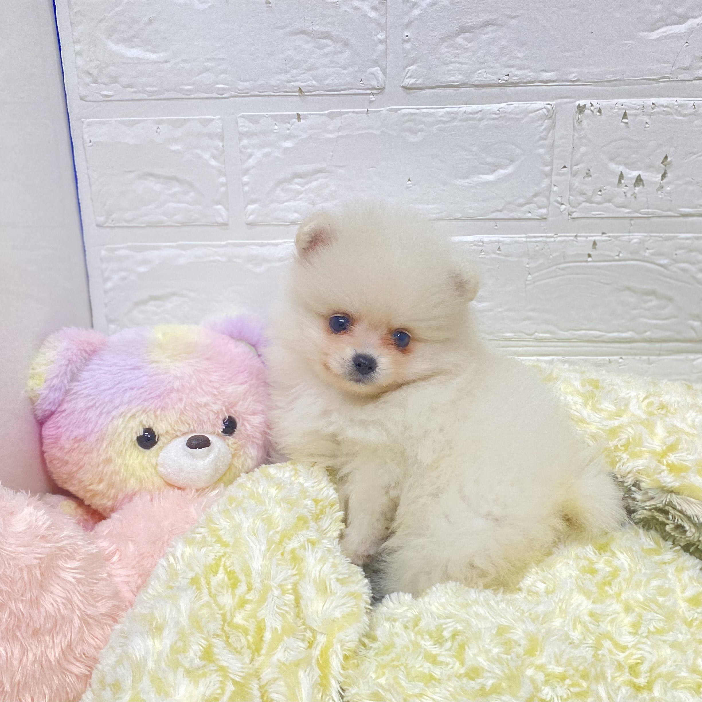 長野県のポメラニアン (犬の家＆猫の里長野店/2025年4月15日生まれ/女の子/ホワイト)の子犬の4枚目の画像