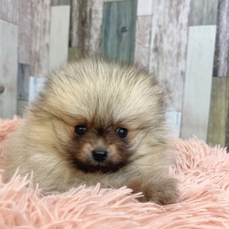 東京都のポメラニアン (犬の家＆猫の里新宿店/2025年4月22日生まれ/男の子/オレンジセーブル)の子犬の4枚目の画像