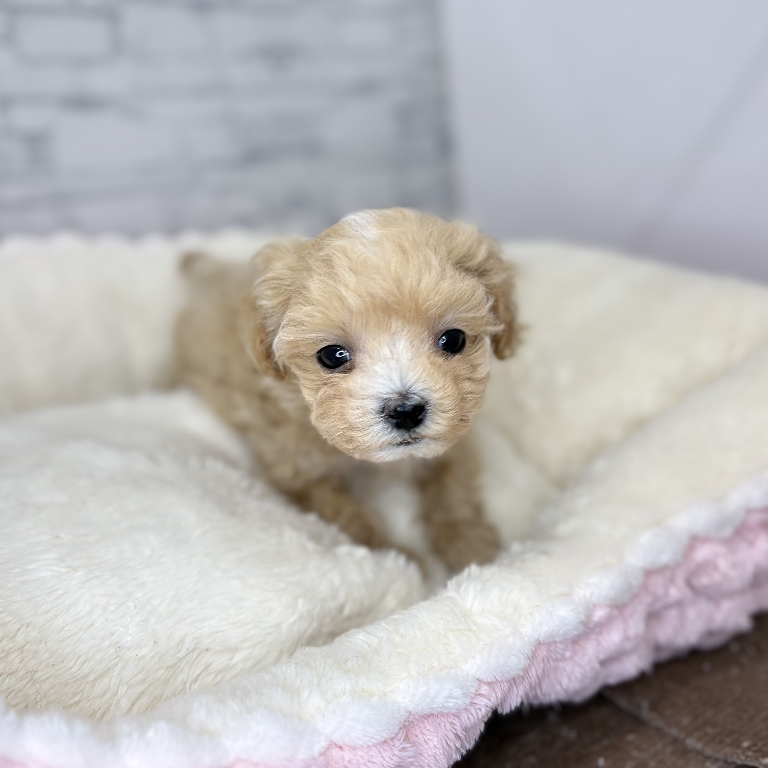 長野県のマルプー(マルチーズ×プードル) (犬の家＆猫の里長野店/2025年11月1日生まれ/女の子/アプリコット)の子犬の4枚目の画像