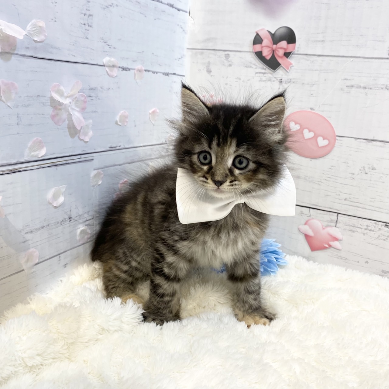 長野県のマンチカン (犬の家＆猫の里カインズ梓川店/2025年4月28日生まれ/女の子/ブラウンパッチドタビー)の子猫の4枚目の画像