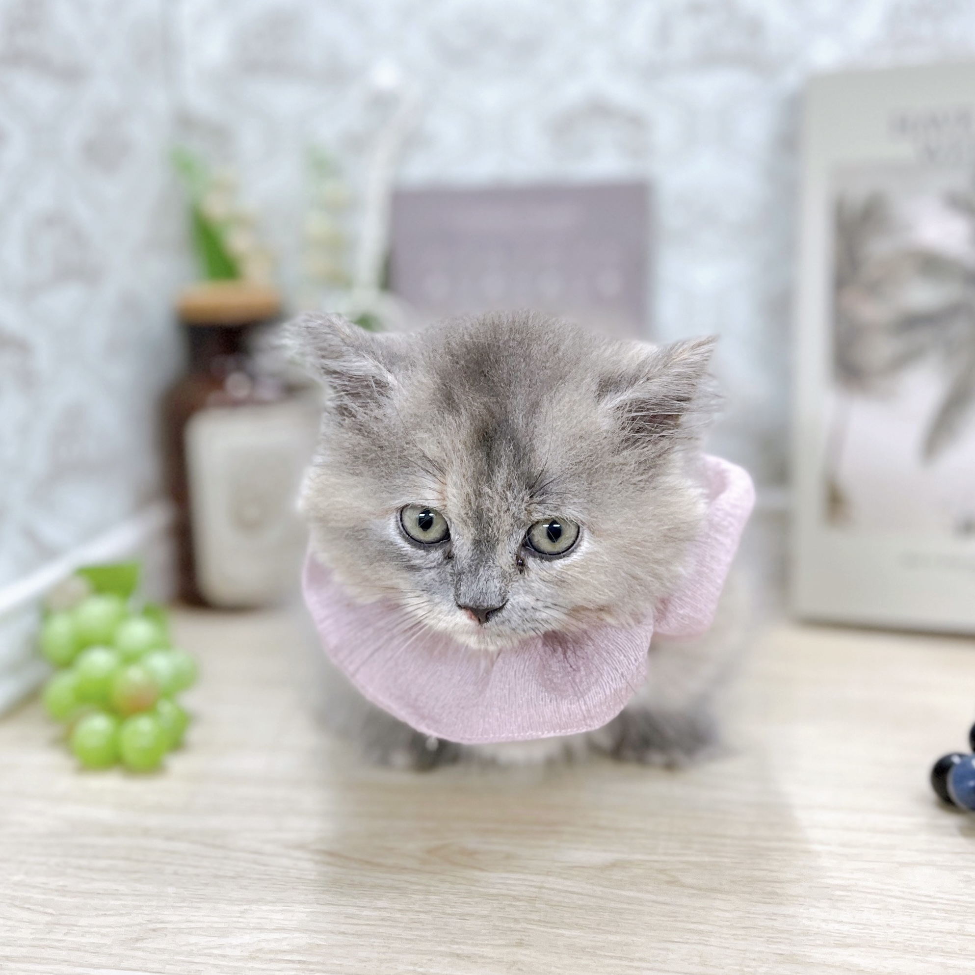 福井県のミヌエット (犬の家＆猫の里アミーゴ福井大和田店/2025年4月28日生まれ/女の子/ブルーパッチドタビー)の子猫の4枚目の画像