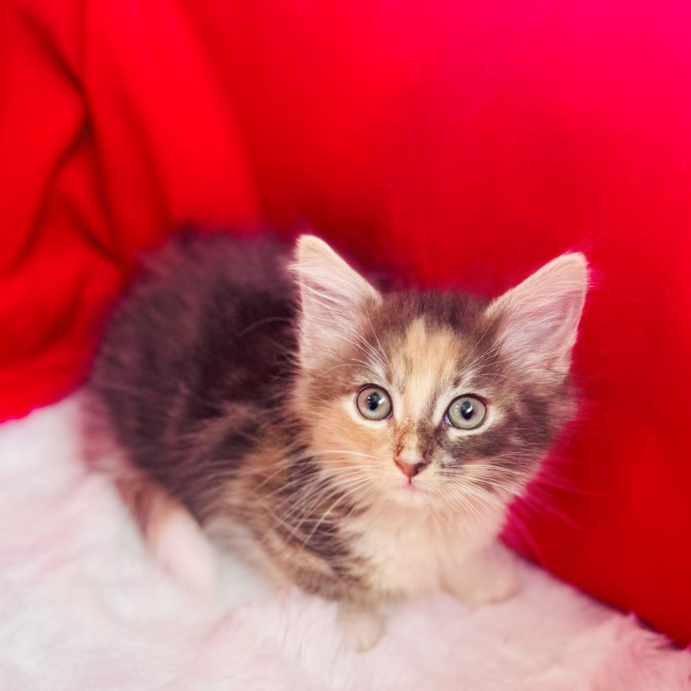 愛知県のノルウェージャンフォレストキャット (犬の家＆猫の里愛知刈谷店/2025年5月4日生まれ/女の子/ブルーパッチドタビーホワイト)の子猫の1枚目の画像