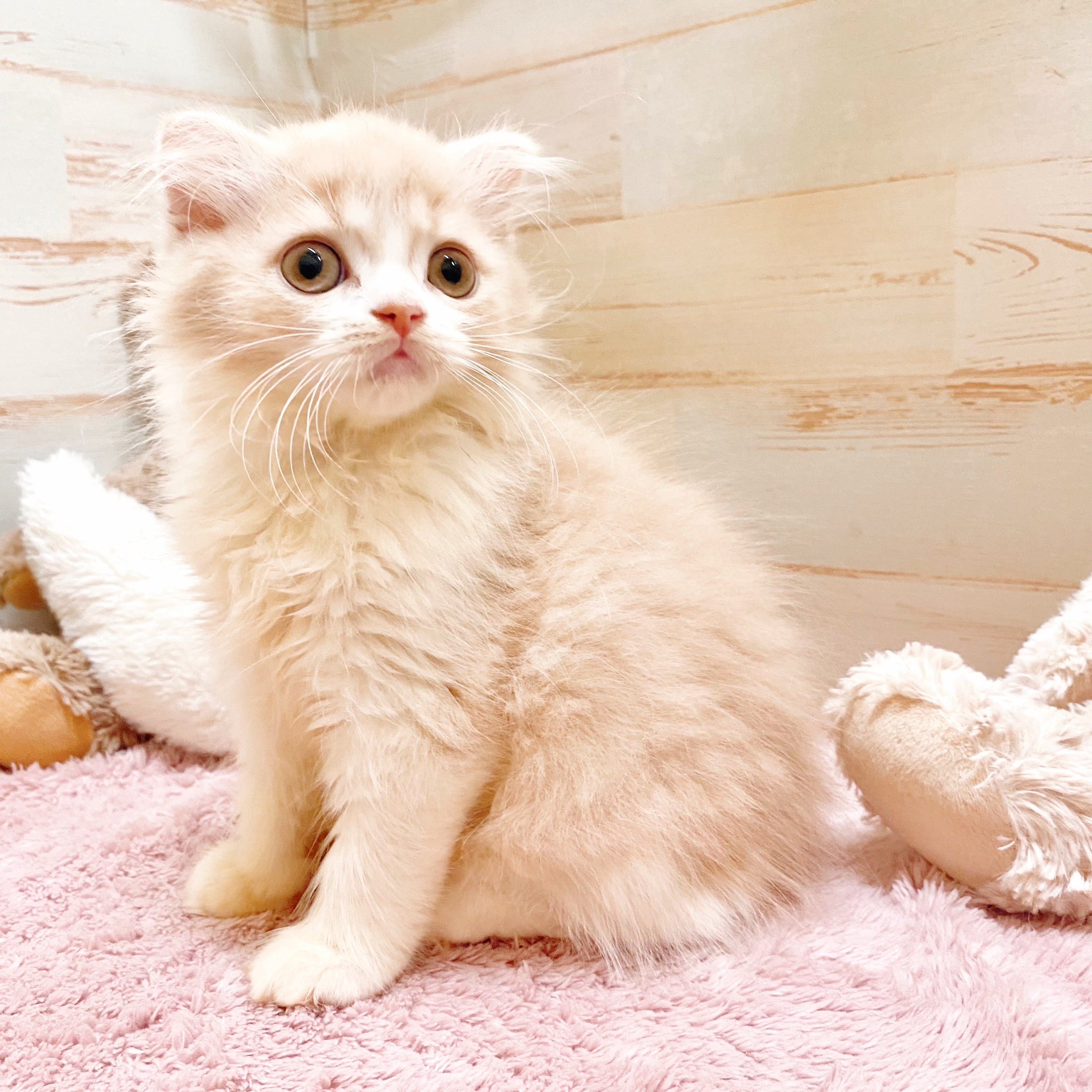 2797 外国切手 海外国々 ペット 猫 ねこ 色々 銷印有 18種まとめ 5038 外国切手 ワリスフテュナ 1983年 藤田嗣治 絵画作品 猫 1種