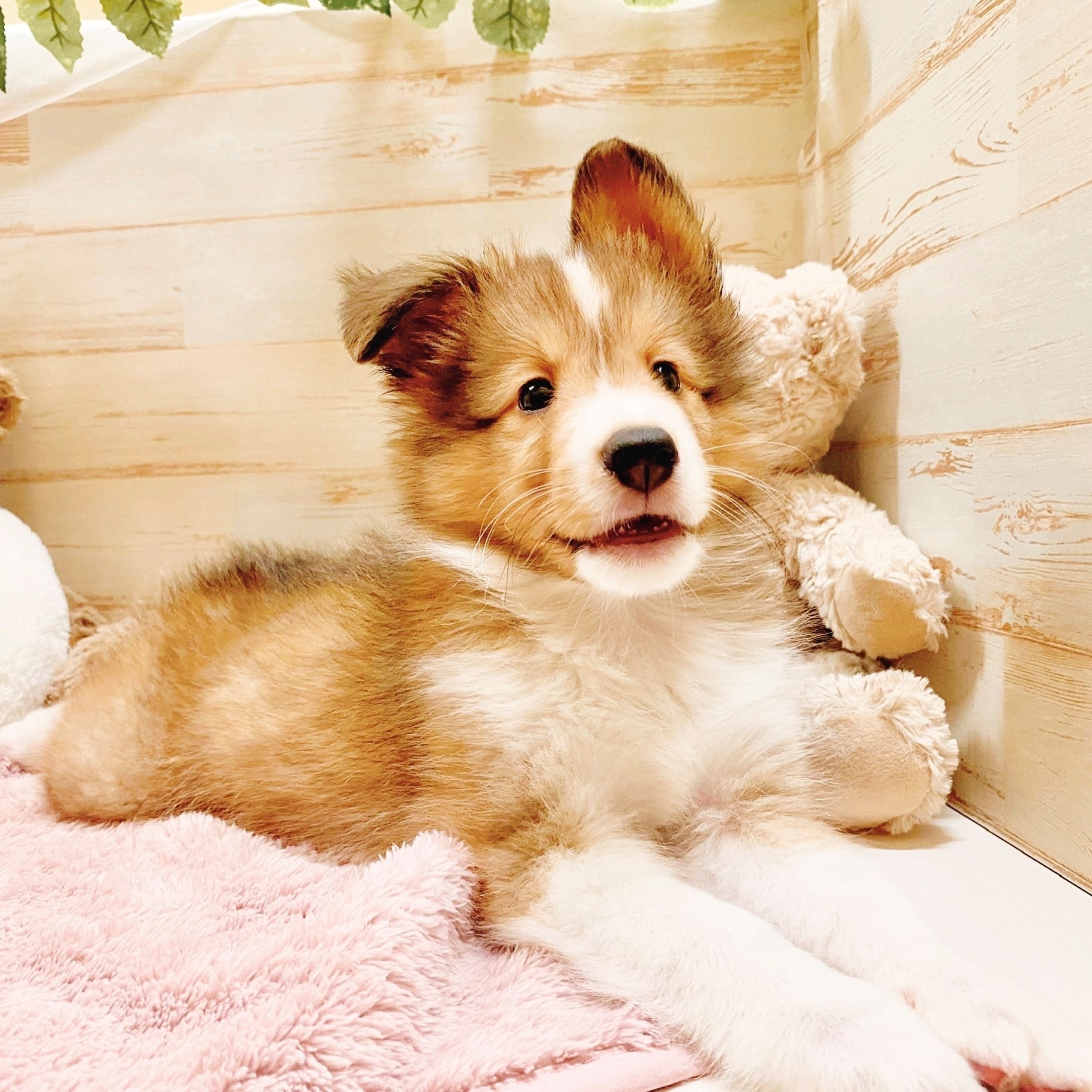兵庫県のシェットランドシープドッグ (犬の家＆猫の里神戸店/2025年5月6日生まれ/男の子/セーブルホワイト)の子犬の4枚目の画像