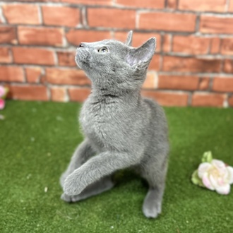神奈川県のロシアンブルー (犬の家＆猫の里小田原店/2025年5月5日生まれ/男の子/ブルー)の子猫の4枚目の画像