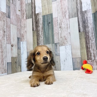 静岡県のミニチュアダックスフンド(ロング) (犬の家＆猫の里マークイズ静岡店/2025年5月7日生まれ/女の子/シェーデットレッド)の子犬の4枚目の画像