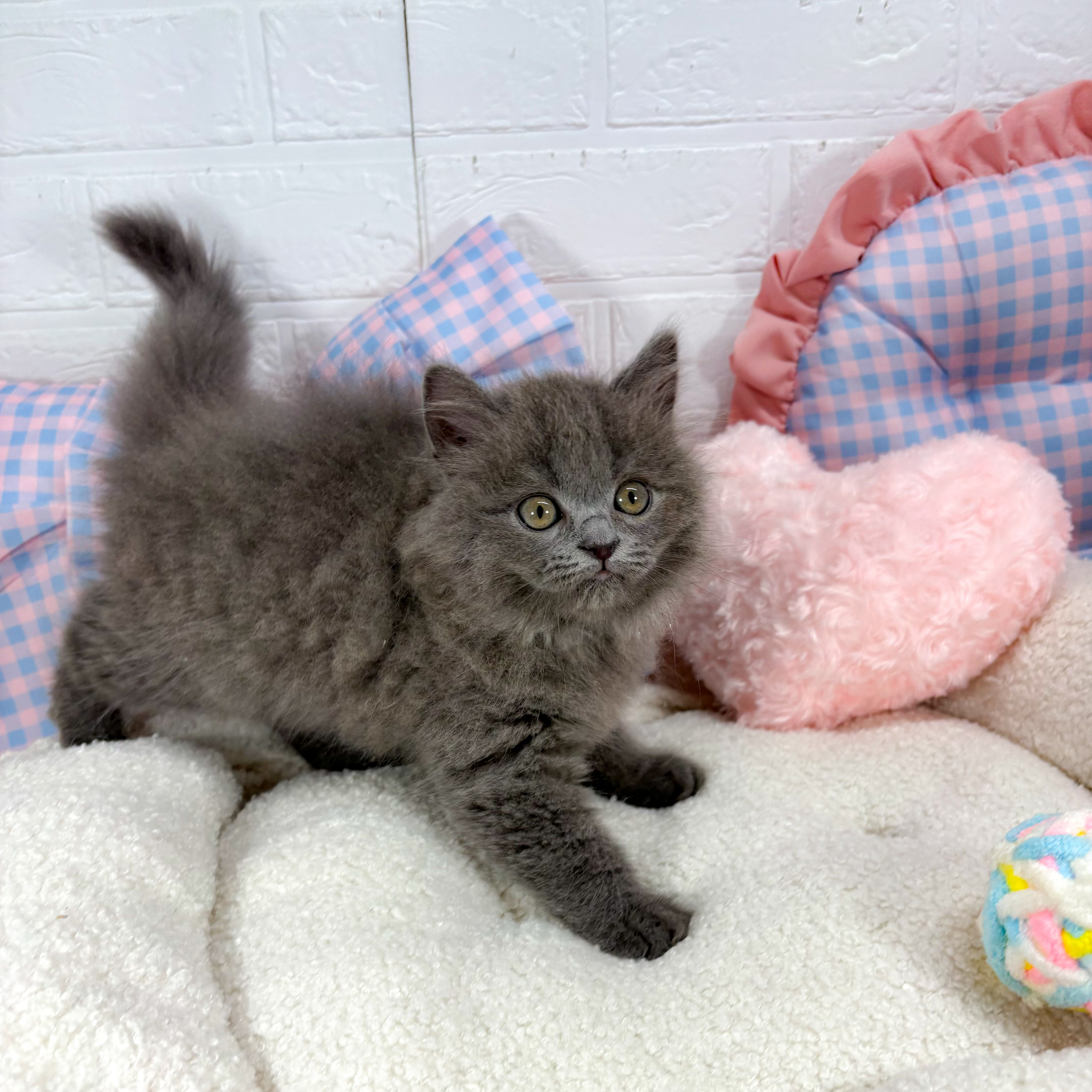 神奈川県のブリティッシュロングヘアー (犬の家＆猫の里元住吉ブレーメン通り店/2025年5月7日生まれ/男の子/ブルー)の子猫の4枚目の画像