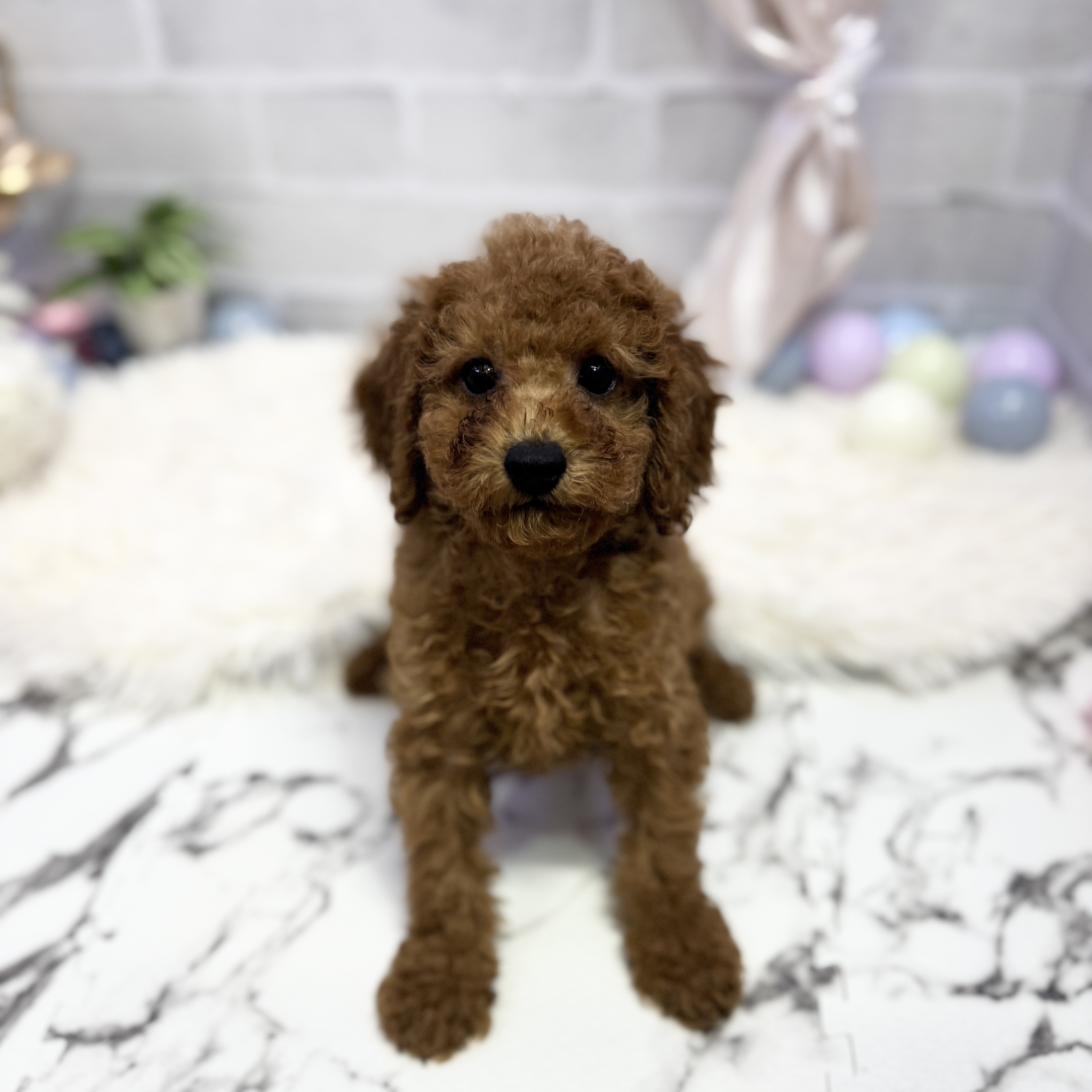 愛知県のトイプードル(トイ) (犬の家＆猫の里岡崎店/2025年5月8日生まれ/女の子/レッド)の子犬の4枚目の画像