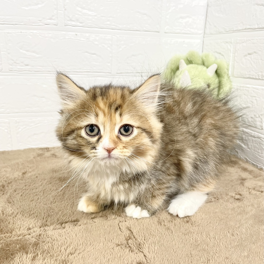 兵庫県のサイベリアン (犬の家＆猫の里ニッケパークタウン加古川店/2025年4月30日生まれ/女の子/ブラウンパッチドタビーホワイト)の子猫の4枚目の画像