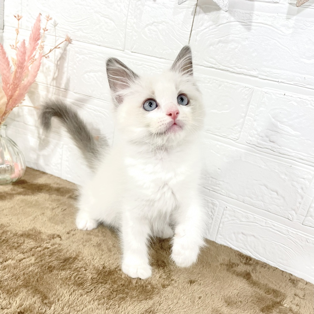 兵庫県のラグドール (犬の家＆猫の里ニッケパークタウン加古川店/2025年5月8日生まれ/男の子/ブルーポイントバイカラー)の子猫の4枚目の画像