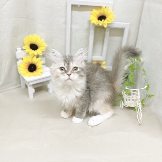 静岡県のサイベリアン (犬の家＆猫の里藤枝店/2025年5月7日生まれ/女の子/ブルーパッチドタビーホワイト)の子猫の4枚目の画像