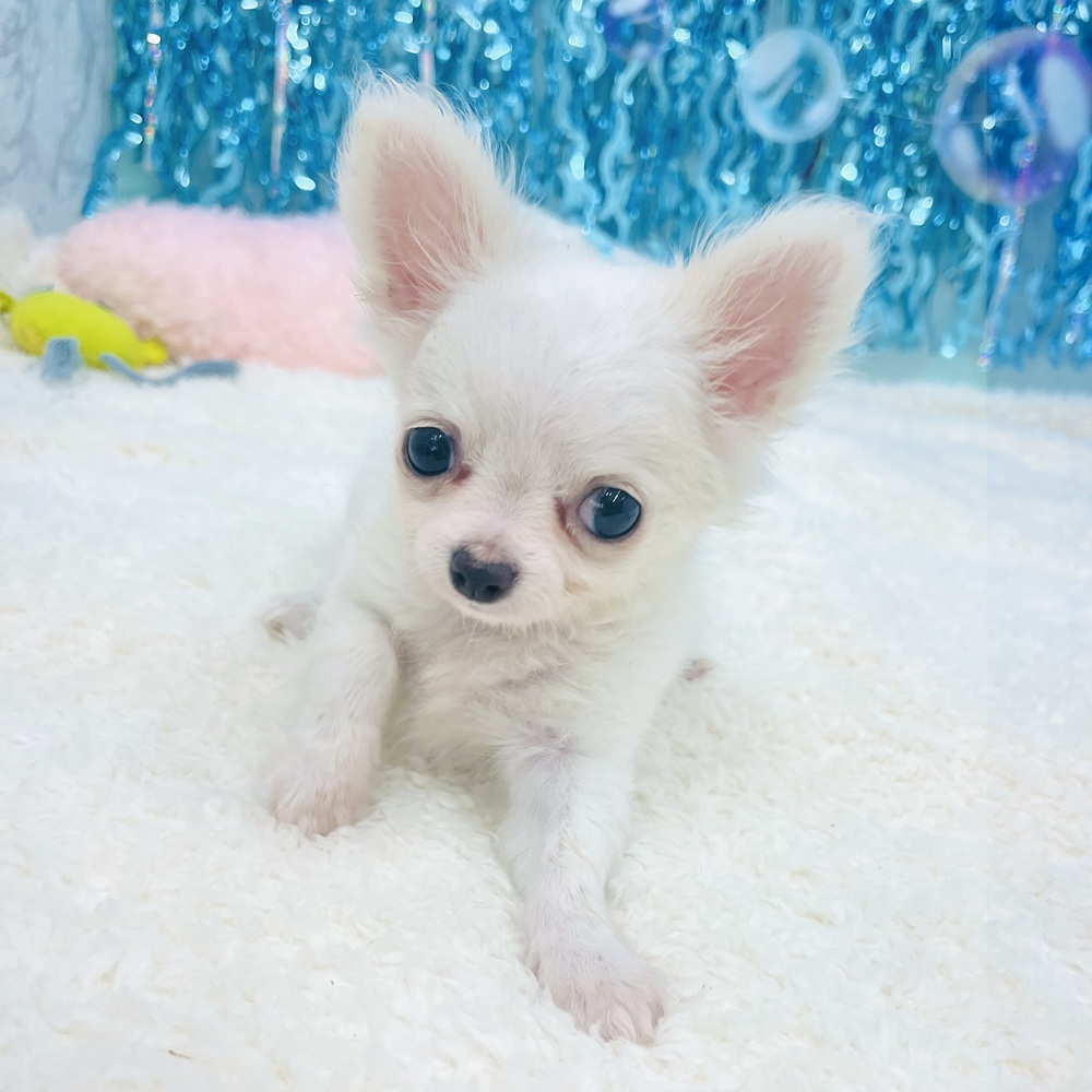 愛知県のチワワ(ロング) (犬の家＆猫の里エアポートウォーク店/2025年5月7日生まれ/女の子/ホワイトクリーム)の子犬の4枚目の画像