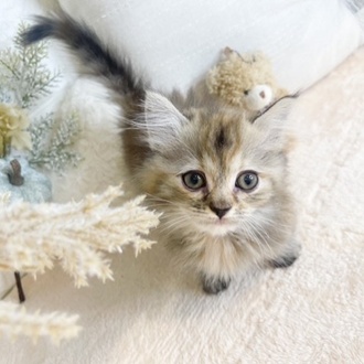 東京都のハーフ猫・ミックス猫 (犬の家＆猫の里新宿店/2025年4月28日生まれ/女の子/チンチラゴールデン)の子猫の4枚目の画像