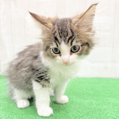 三重県のノルウェージャンフォレストキャット (犬の家＆猫の里三重桑名店/2025年5月2日生まれ/女の子/ブラウンタビーホワイト)の子猫の4枚目の画像