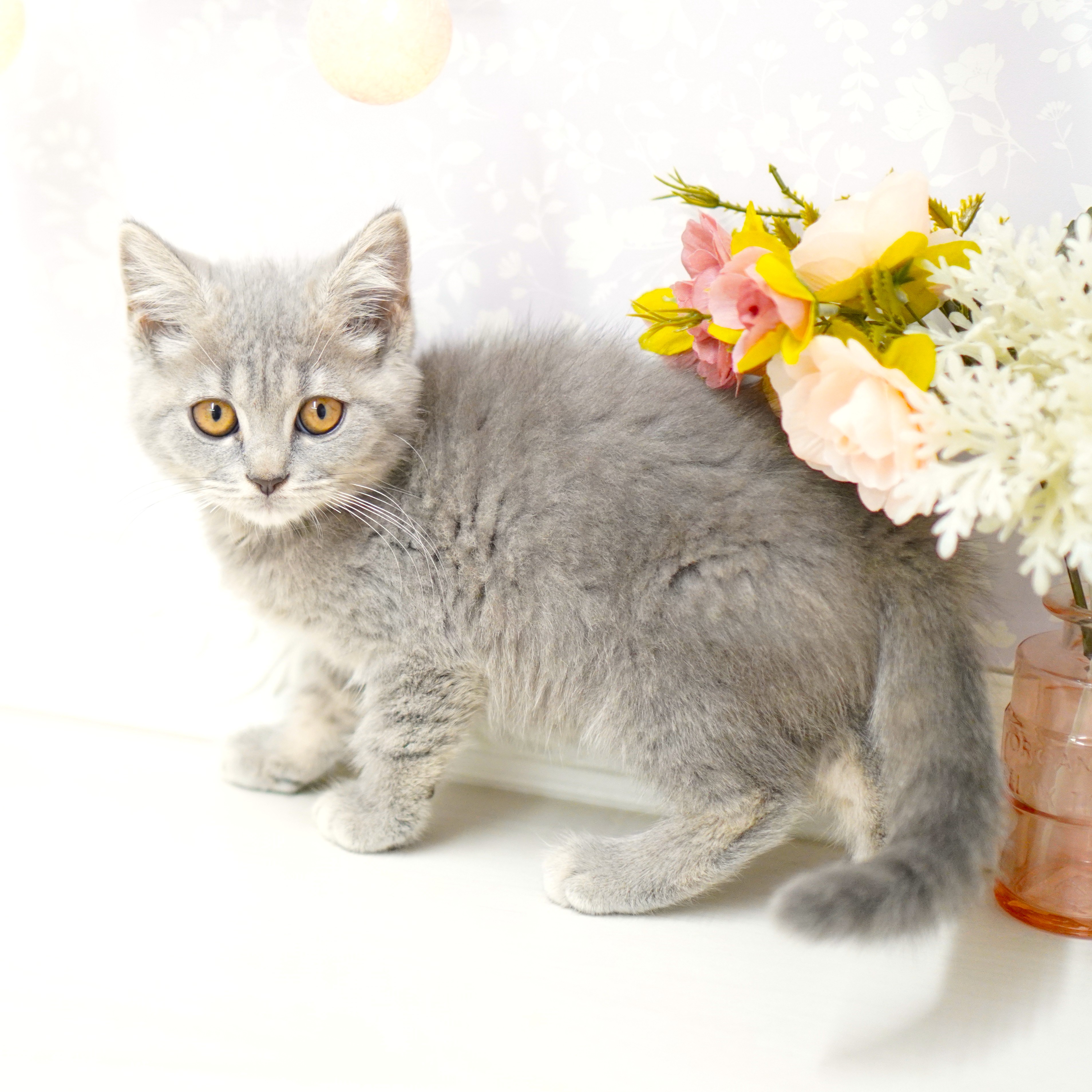 富山県のマンチカン (犬の家＆猫の里アミーゴ山室店/2025年5月6日生まれ/女の子/ブルータビー)の子猫の4枚目の画像