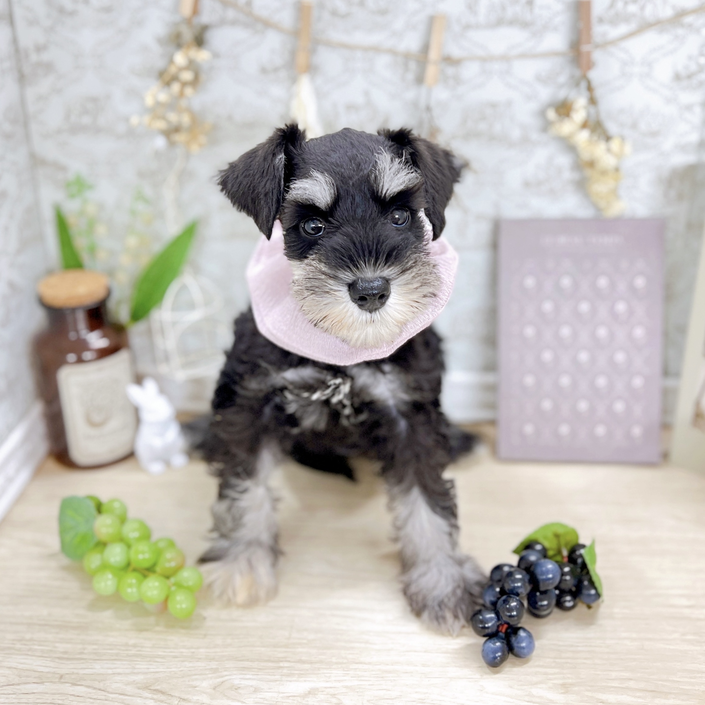 福井県のミニチュアシュナウザー (犬の家＆猫の里アミーゴ福井大和田店/2025年5月9日生まれ/女の子/ブラックシルバー)の子犬の4枚目の画像