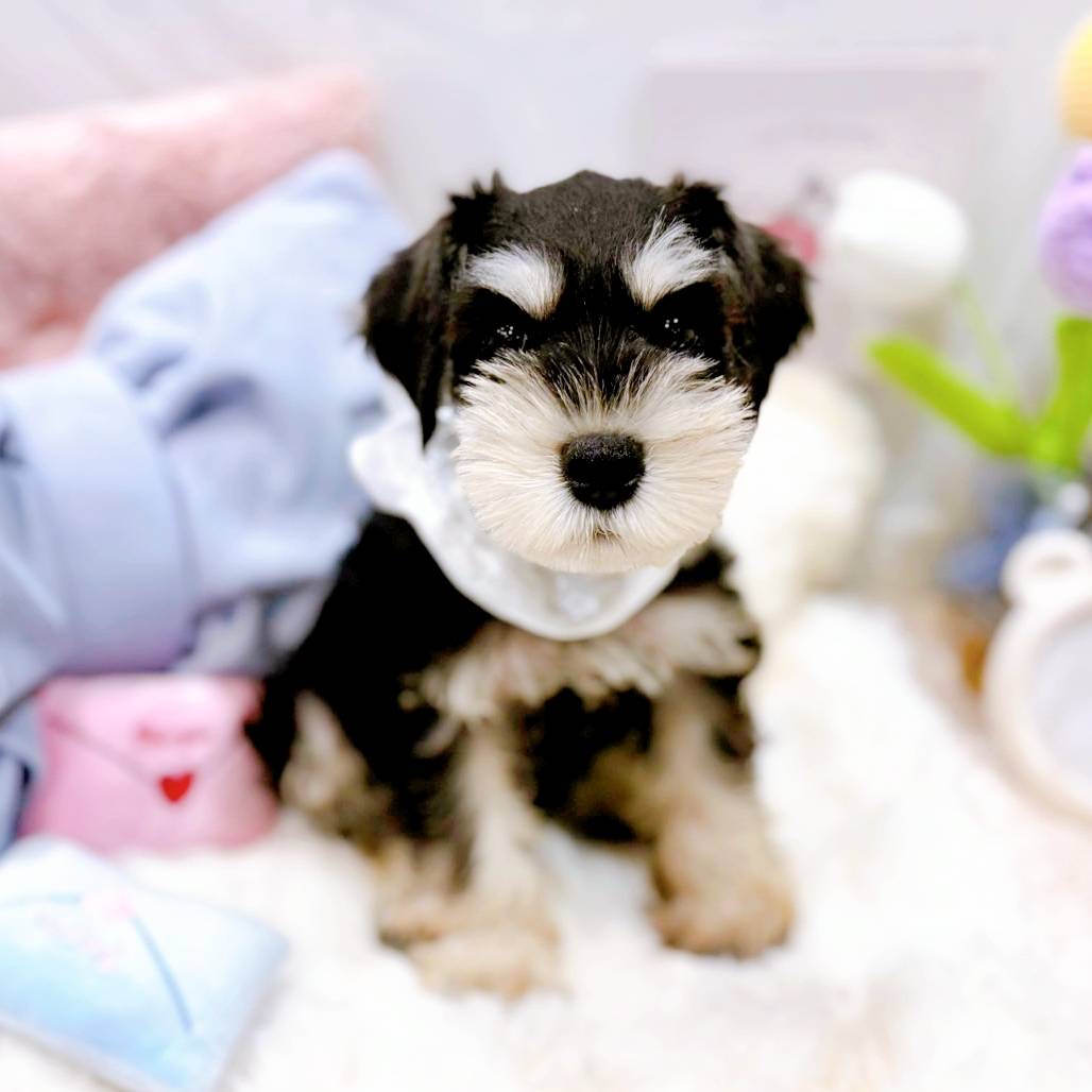 福井県のミニチュアシュナウザー (犬の家＆猫の里福井店/2025年5月9日生まれ/男の子/ブラックシルバー)の子犬の4枚目の画像
