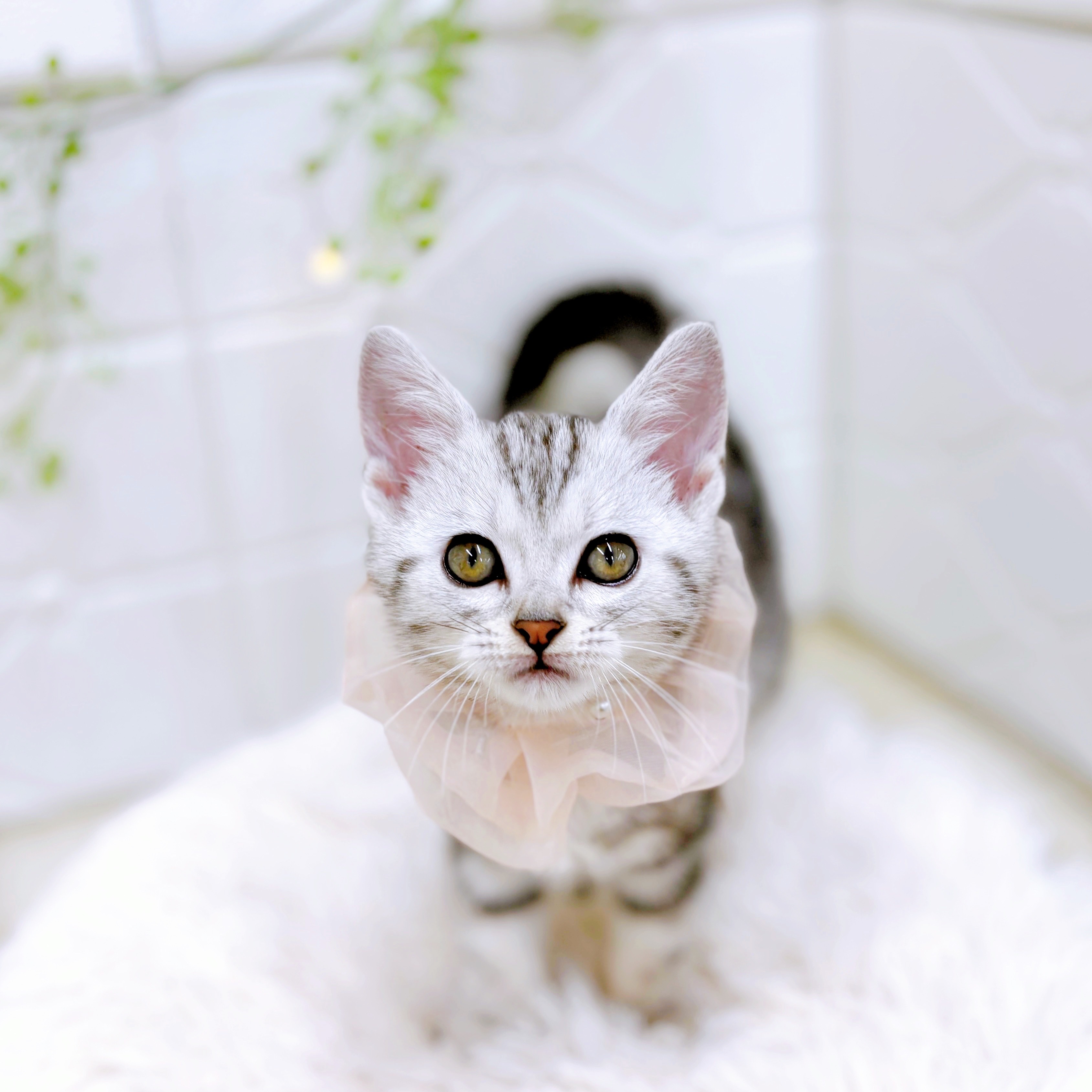福井県のアメリカンショートヘアー (犬の家＆猫の里アミーゴ福井店/2025年5月7日生まれ/女の子/シルバータビー)の子猫の4枚目の画像