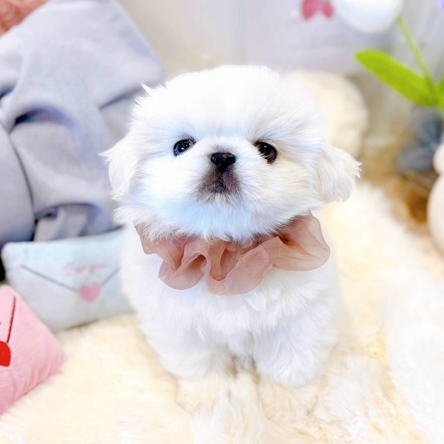 福井県のペキニーズ (犬の家＆猫の里福井店/2025年5月10日生まれ/女の子/ホワイト)の子犬の4枚目の画像