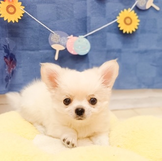 静岡県のチワワ(ロング) (犬の家＆猫の里プレ葉ウォーク浜北店/2025年5月10日生まれ/男の子/クリーム)の子犬の4枚目の画像