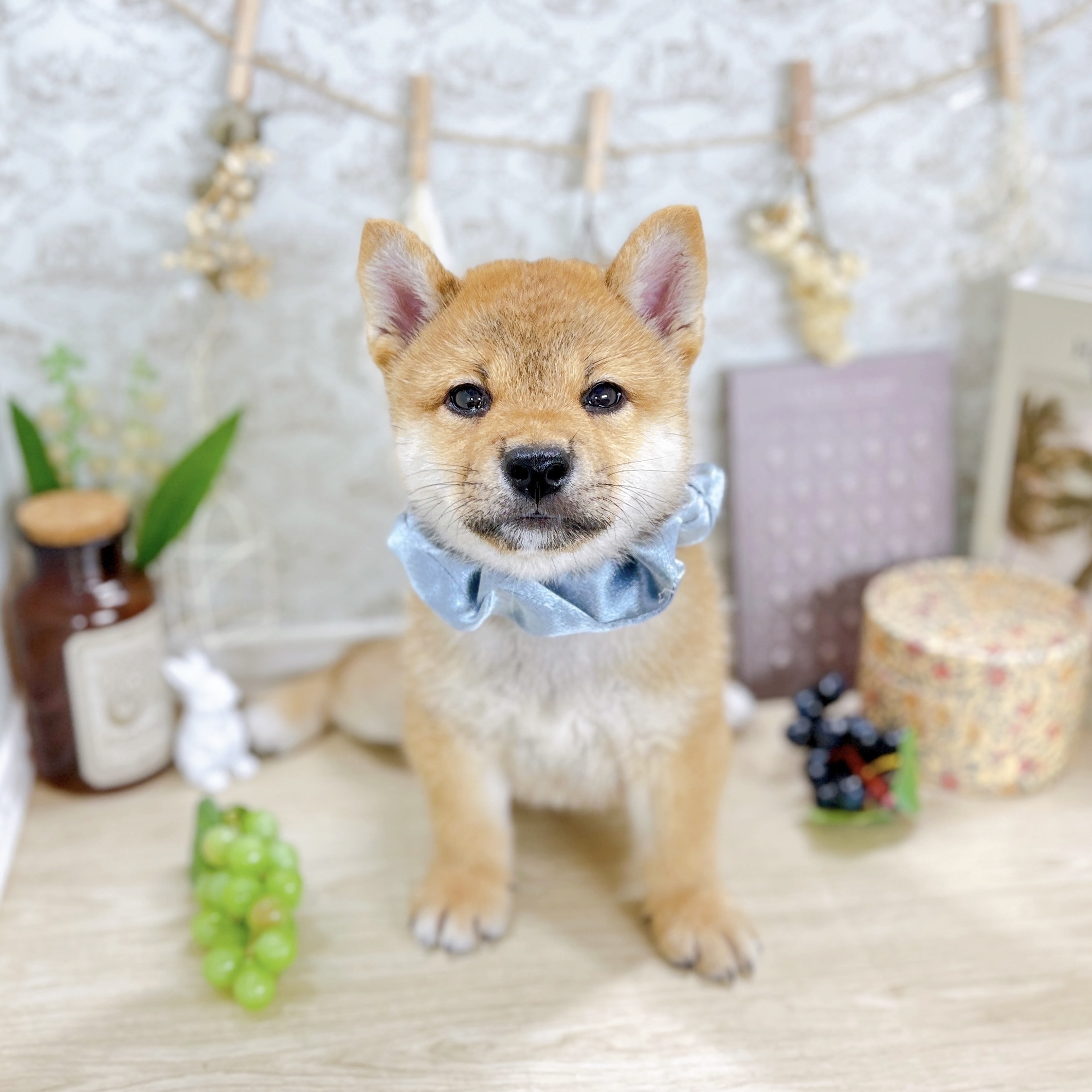福井県の柴犬(標準サイズ) (犬の家＆猫の里アミーゴ福井大和田店/2025年5月11日生まれ/男の子/赤)の子犬の4枚目の画像