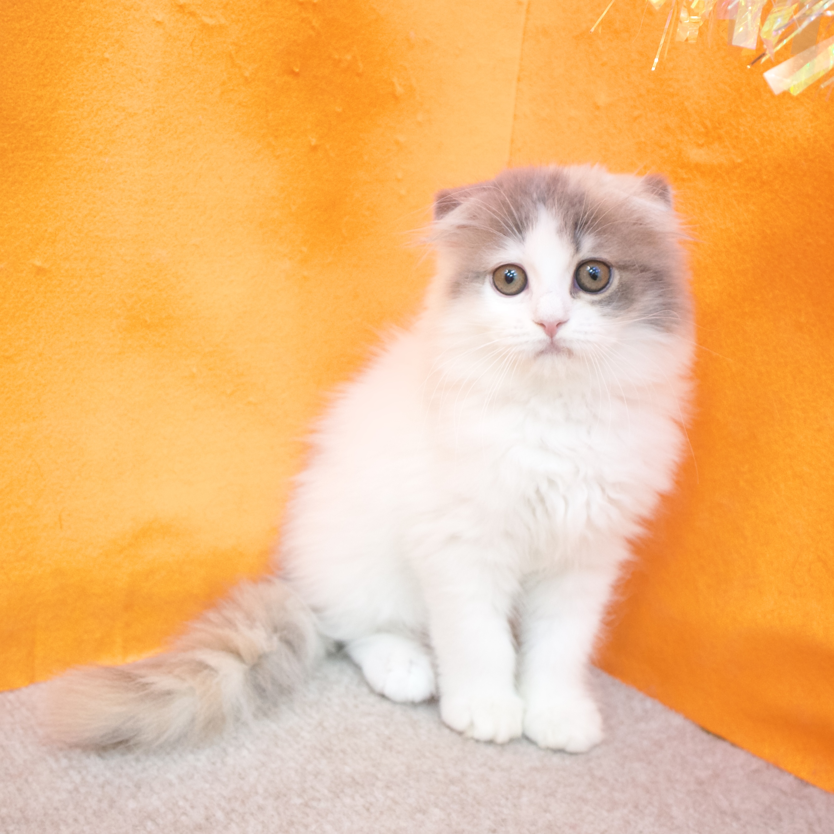 大阪府のスコティッシュフォールド (犬の家＆猫の里吹田店/2025年4月30日生まれ/女の子/ブルーパッチドタビーホワイト)の子猫の4枚目の画像
