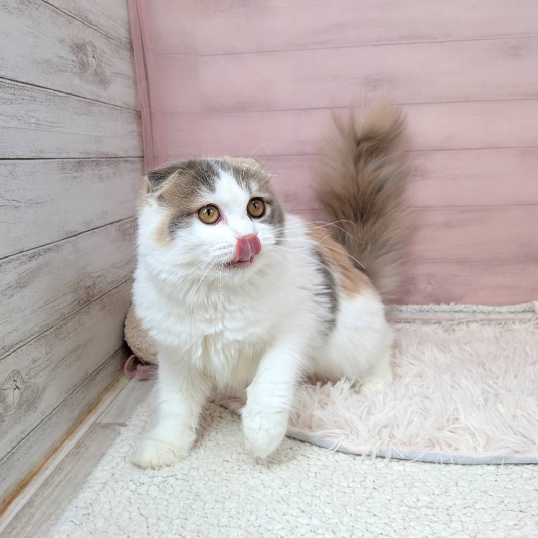 兵庫県のスコティッシュフォールド (犬の家＆猫の里川西店/2025年4月30日生まれ/女の子/ブルーパッチドタビーホワイト)の子猫の4枚目の画像