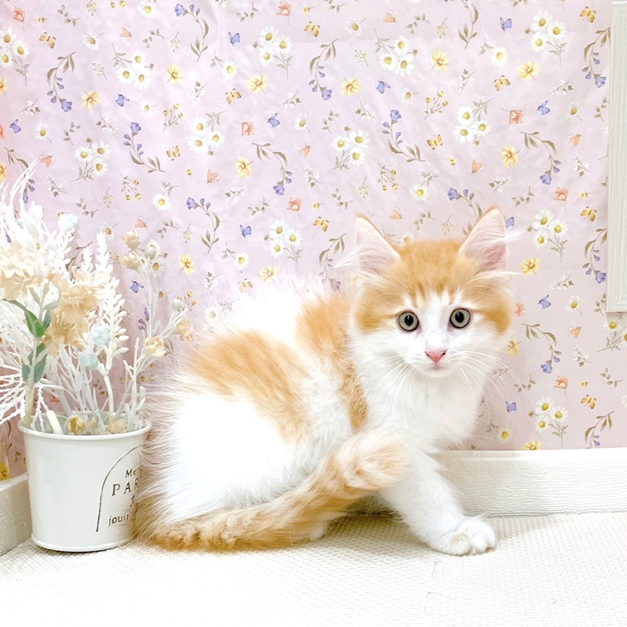 石川県のマンチカン (犬の家＆猫の里金沢店/2025年5月7日生まれ/男の子/レッドタビーホワイト)の子猫の4枚目の画像