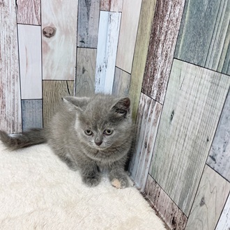 静岡県のブリティッシュショートヘアー (犬の家＆猫の里マークイズ静岡店/2025年5月12日生まれ/女の子/ブルークリーム)の子猫の4枚目の画像