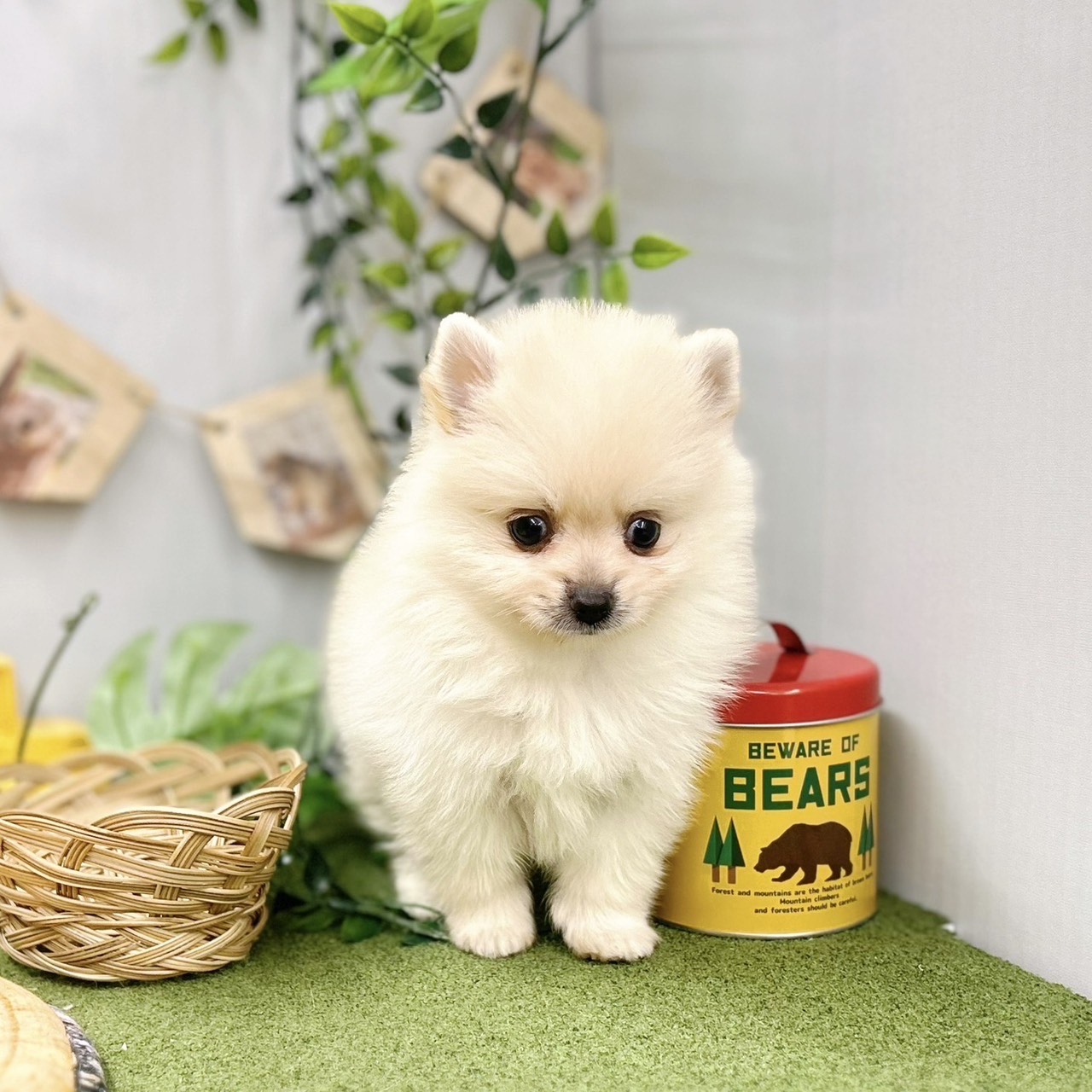 千葉県のポメラニアン (犬の家＆猫の里ワンズモール稲毛店/2025年5月12日生まれ/女の子/クリーム)の子犬の4枚目の画像