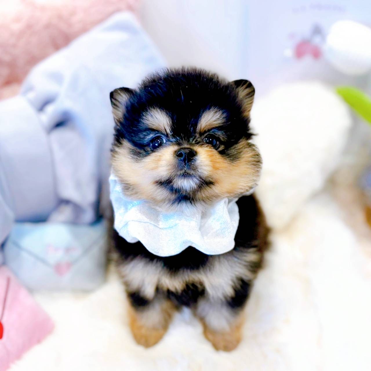 福井県のポメラニアン (犬の家＆猫の里福井店/2025年5月12日生まれ/女の子/ブラックタン)の子犬の4枚目の画像