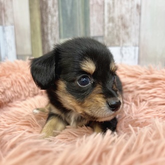 静岡県のチワックス(チワワ×ダックス) (犬の家＆猫の里マークイズ静岡店/2025年5月12日生まれ/女の子/ブラックタン)の子犬の4枚目の画像