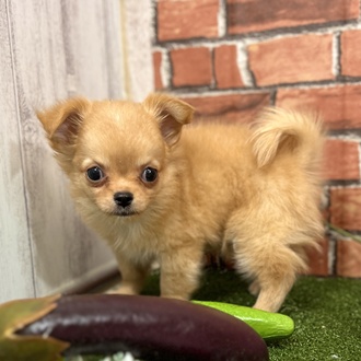 神奈川県のチワワ(ロング) (犬の家＆猫の里小田原店/2025年5月12日生まれ/男の子/フォーン)の子犬の4枚目の画像